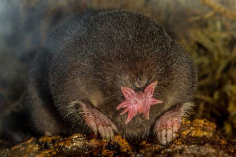 Moles In Lancaster Pa Backyard Wildlife Solutions