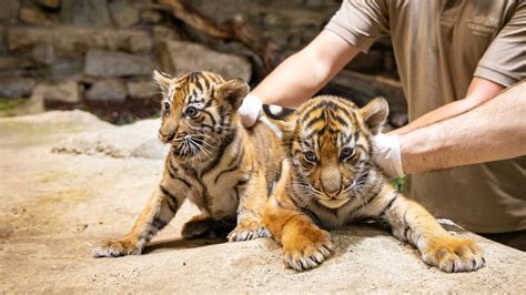 Jung Tiger Im Berliner Tierpark Sind Weibchen