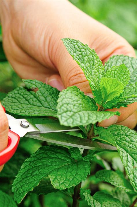 How To Harvest Mint Without Damaging Your Plants Blue Pathy