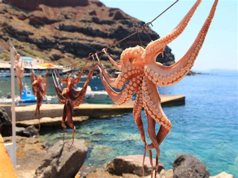 Octopus Catching And Cooking Tradition In Greece