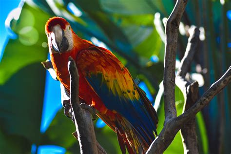 Most people are familiar with hot, tropical rainforests filled with trees that stay green tropical rainforests are known for the diversity of their plants and animals. 10 Cute Animals of the Tropical Rainforest