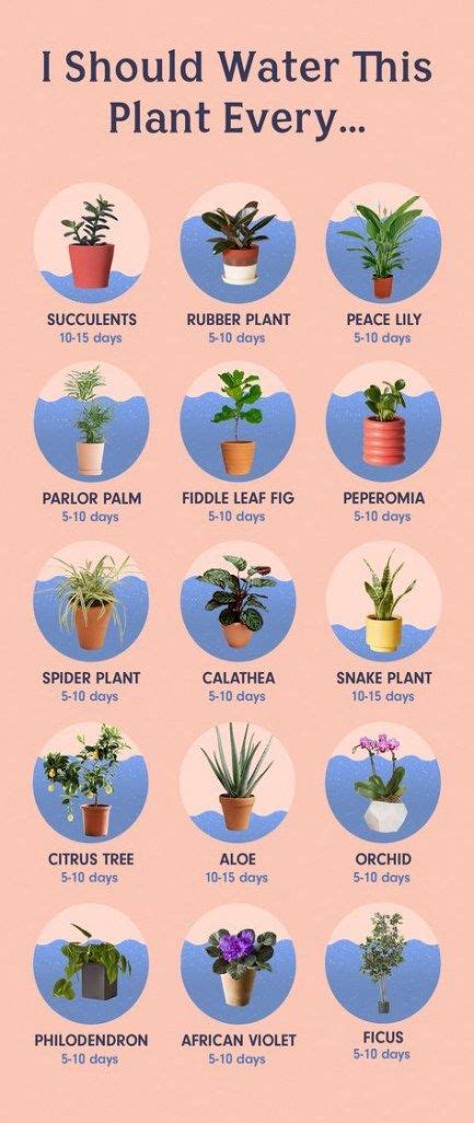 Flowers Garden Container Plants 55 Ideas For 2019 Plants Patio