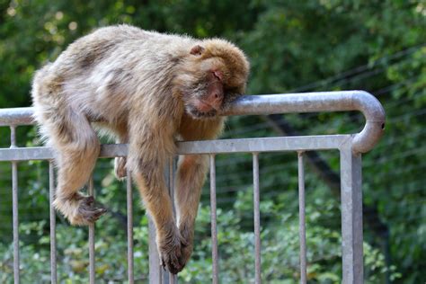 Abfahrt, ankunft, fahrplan und buslinien. Berberberg / Zoopark Erfurt