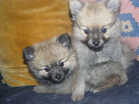 Pomchi Puppies Frome Somerset Pets4homes Pomchi Puppies Cute