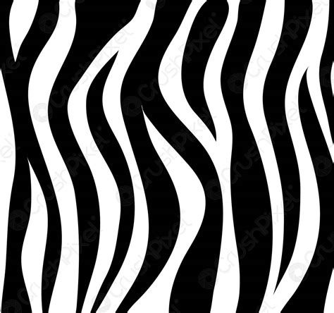 Zebra Stripes Black And White Abstract Background As Skin Vector