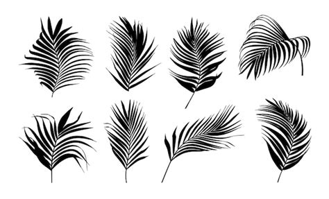 Premium Vector Collection Of Silhouette Palm Tree Leaves