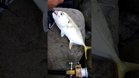 Pesca En Puerto De Veracruz Pesca De Jurel Con Se Youtube