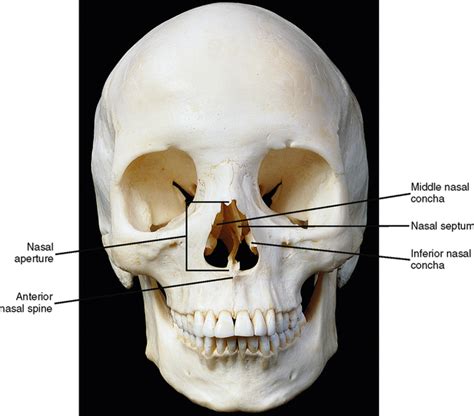 Ethmoid Bone Anatomy Nasal Conchae