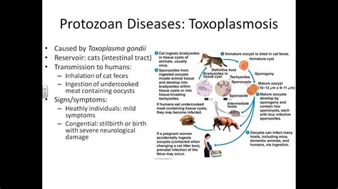 Micro Viral Protozoan Helminth Diseases Part 2 Youtube