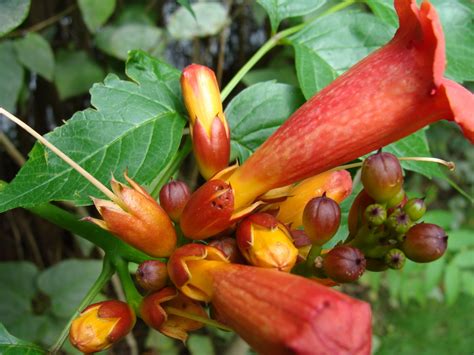Trumpet creeper (campsis radicans) flower before bloom close up. A New Flower Bloomed - It's an Orange Trumpet Vine | Jon's ...