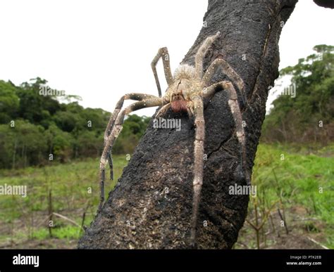 Brazilian Wandering Spider Habitat Hi Res Stock Photography And Images