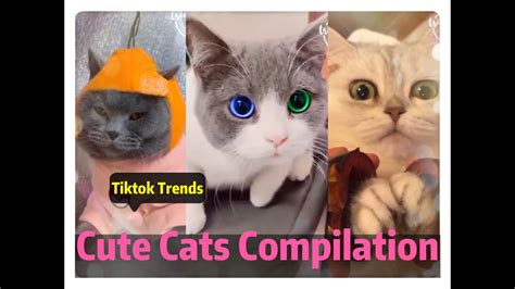 🐱cute cats compilation 🐱funniest tiktok compilation tiktok trends youtube