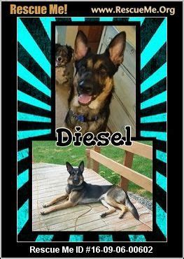 Between the 2 parents there are more than 10 world champs from. Wisconsin German Shepherd Rescue ― ADOPTIONS Diesel (male ...