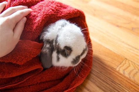 How To Give A Rabbit A Bath Pet Rabbit Rabbit Domestic Rabbit