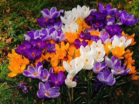 How To Grow Crocus For Spring Color