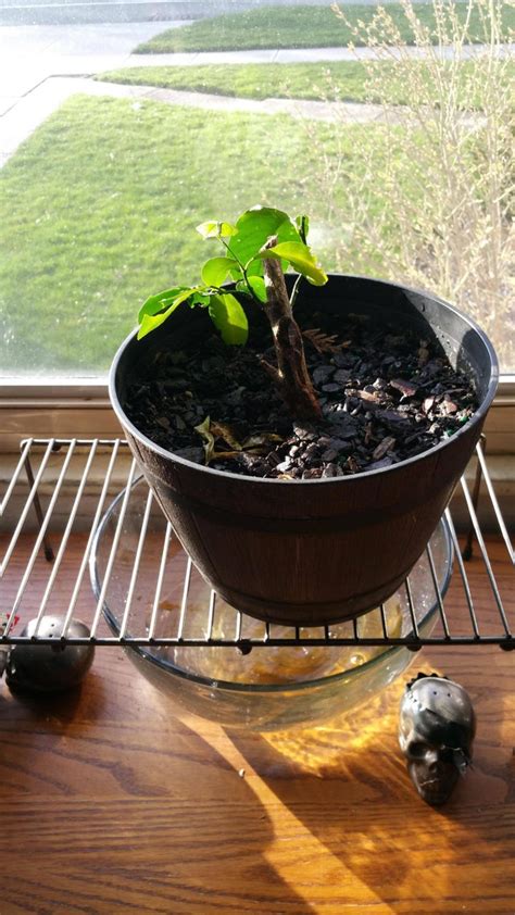 After death, the plant will remain but will begin to produce an odor, similar to trash. regrowing a dead lemon tree... more info in comments ...