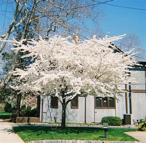 White Cherry Blossom Tree Planter Boxes Planters Crabapple Tree