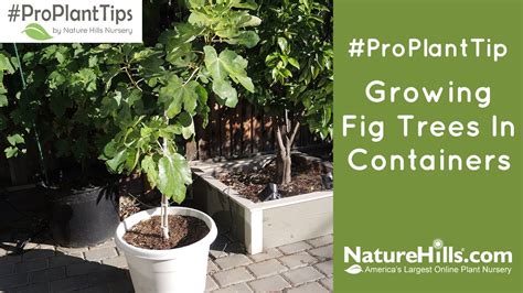 Growing Fig Trees In Containers Youtube