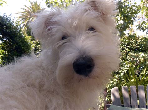 White Scottie Dog Puppy Free Stock Photo Public Domain Pictures