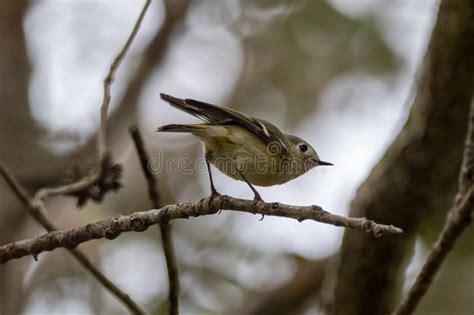 A Ruby Crowned Kinglet Perched On A Branch Stock Photo Image Of