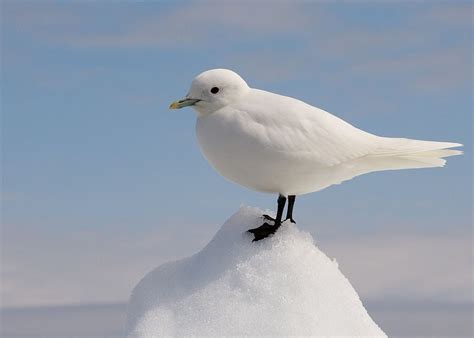 Top 15 White Birds In The World