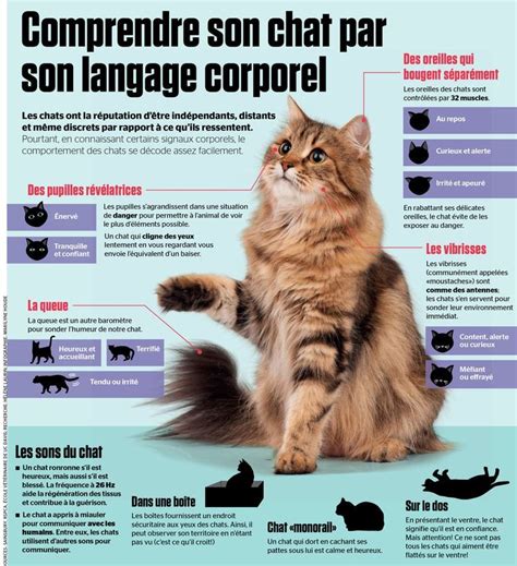 Educational Infographic Comprendre Son Chat Par Son Langage Corporel