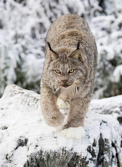 Lynx Lynx Canadensis Walking On Snow Haines Alaska Usa Stock
