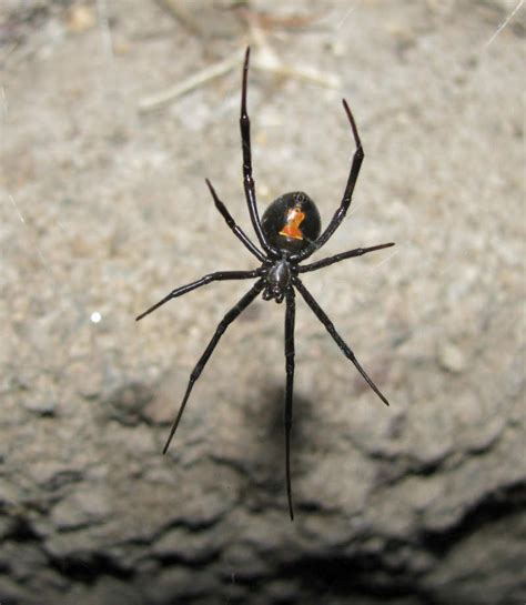 Brown Widow Spider Latrodectus Geometricus