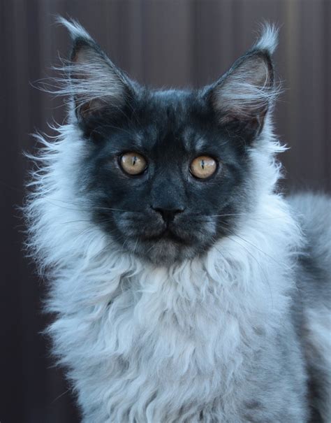 European Maine Coons Cats For Sale Vs American Maine Coons Cats For Sale Giant Maine Coon Cats