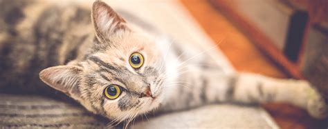 The Facts Of Feline Leukemia