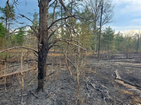 Northern Michigan Wildfire 98 Contained Officials Say