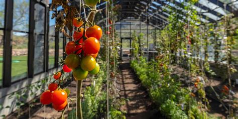 Tomato Cage Versus Trellis The Best Way To Grow Tomatoes