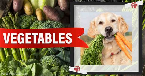 Humans and dogs have very different metabolisms and nutritional needs. What Vegetables Can Dogs and Cats Eat?