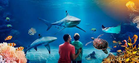 Visit Sea Life Brighton The Worlds Oldest Aquarium