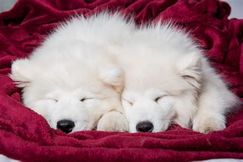 Premium Photo Two Samoyed Dogs Puppies Are Sleeping In The Red Bed