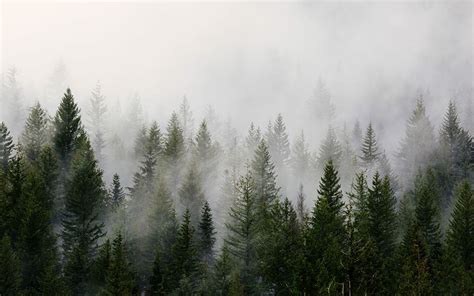 Hd Wallpaper Green Pine Trees With Fog Pine Trees With White Smoke