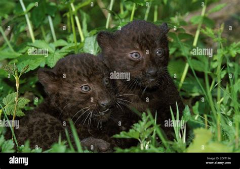 Black Panther Panthera Pardus Cub Laying On Grass Stock Photo Alamy