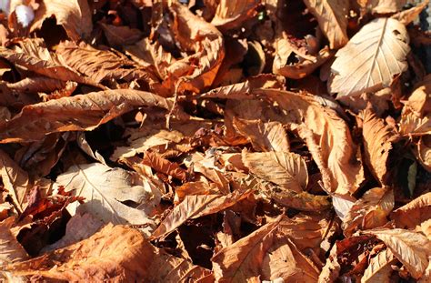 3840x2160 Wallpaper Brown Wilted Leaf Lot Peakpx