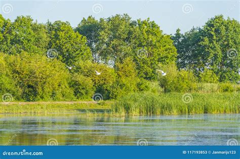 Reed Along The Shore Of A Lake At Sunrise Stock Image Image Of