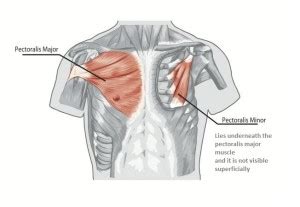 When working together, they provide stability for bone structures such as. Chest Muscles Anatomy • Bodybuilding Wizard