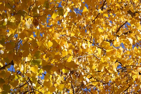 Yellow Fall Cottonwood Leaves Texture Picture Free Photograph