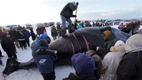 In Whale Hunt Eskimos Use Modern Tools To Satisfy Tradition The New