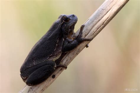 Black European Tree Frog Schwarzer Laubfrosch Melanism Flickr