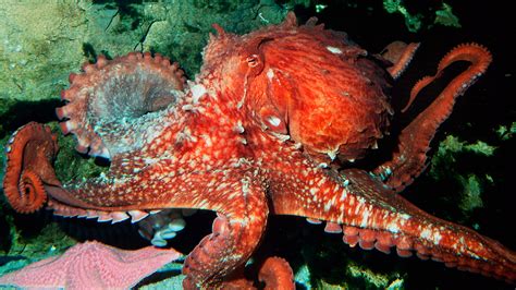 Psychic Octopus That Predicted Japans World Cup Results Killed Fox