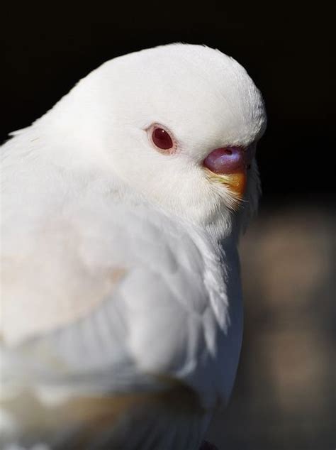 White Budgie Portrait Albino Animals Budgies Budgies Bird
