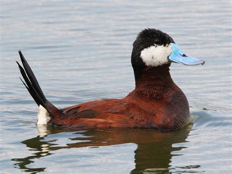 13 Types Of Ducks In Texas With Pictures Animal Hype