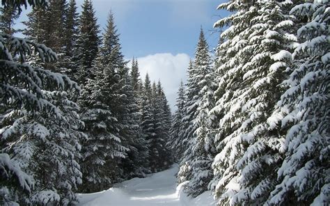 Taiga biome, also referred to as boreal forest, coniferous forest or snow forest, is a biome consisting mainly of coniferous trees such as pines, lurches animals living in the taiga biome have developed remarkable adaptation to cope with the cold conditions here. Coniferous Forest/Taiga