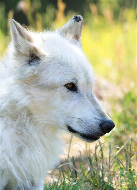 White Wolf By Athena Mckinzie White Wolf Wolf Animal
