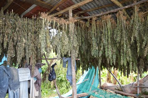 Cannabis In Jamaica Laws Rastafarians And More Info Sensi Seeds