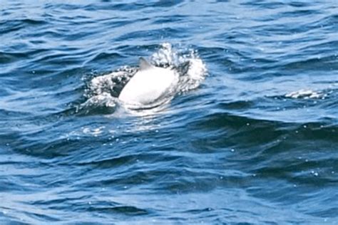 Orca Rare Sighting Of White Harbour Porpoise In North Sea